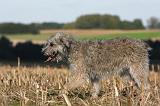 BOUVIER DES ARDENNES 239